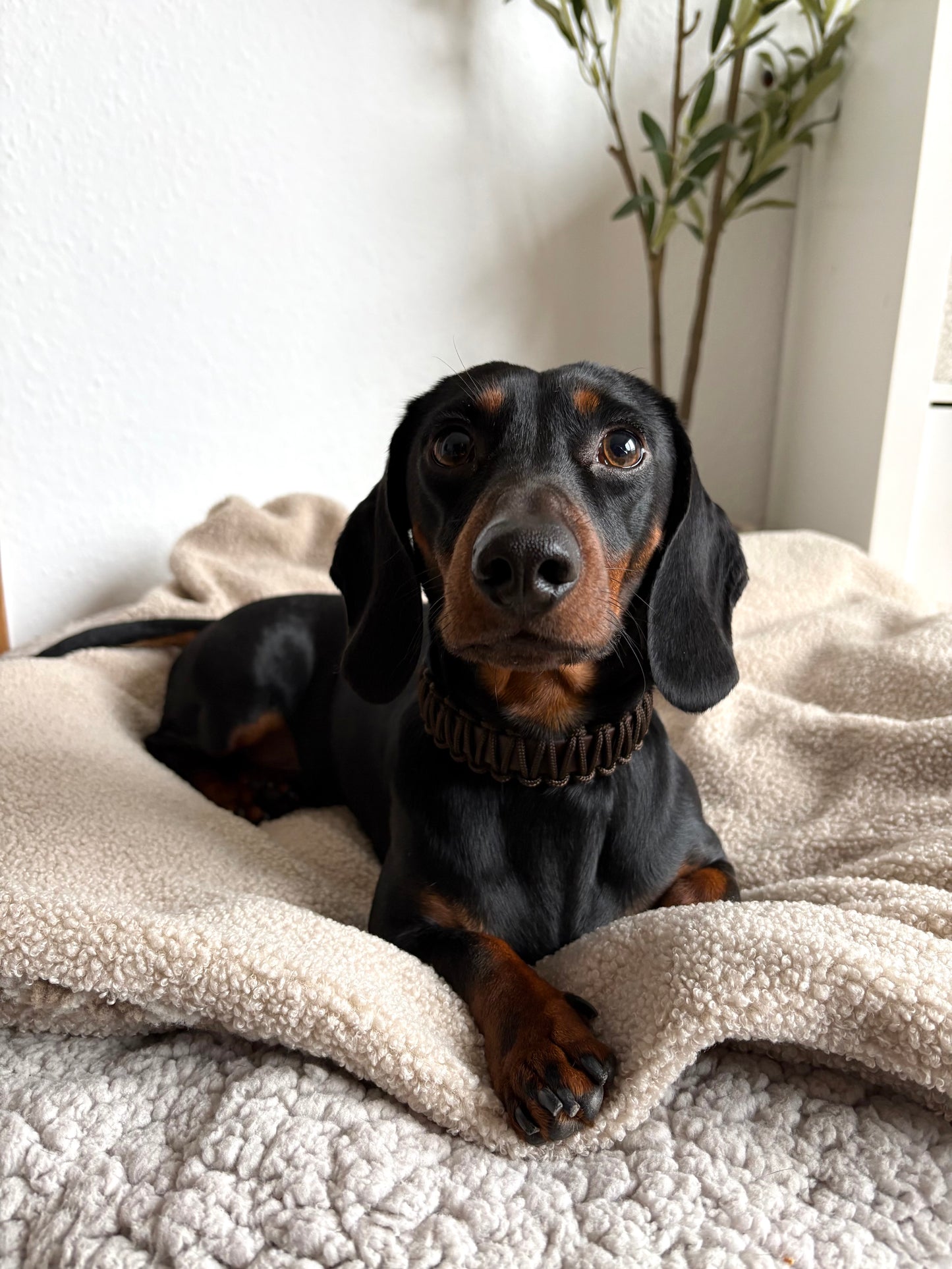 Brownie Bliss Halsband