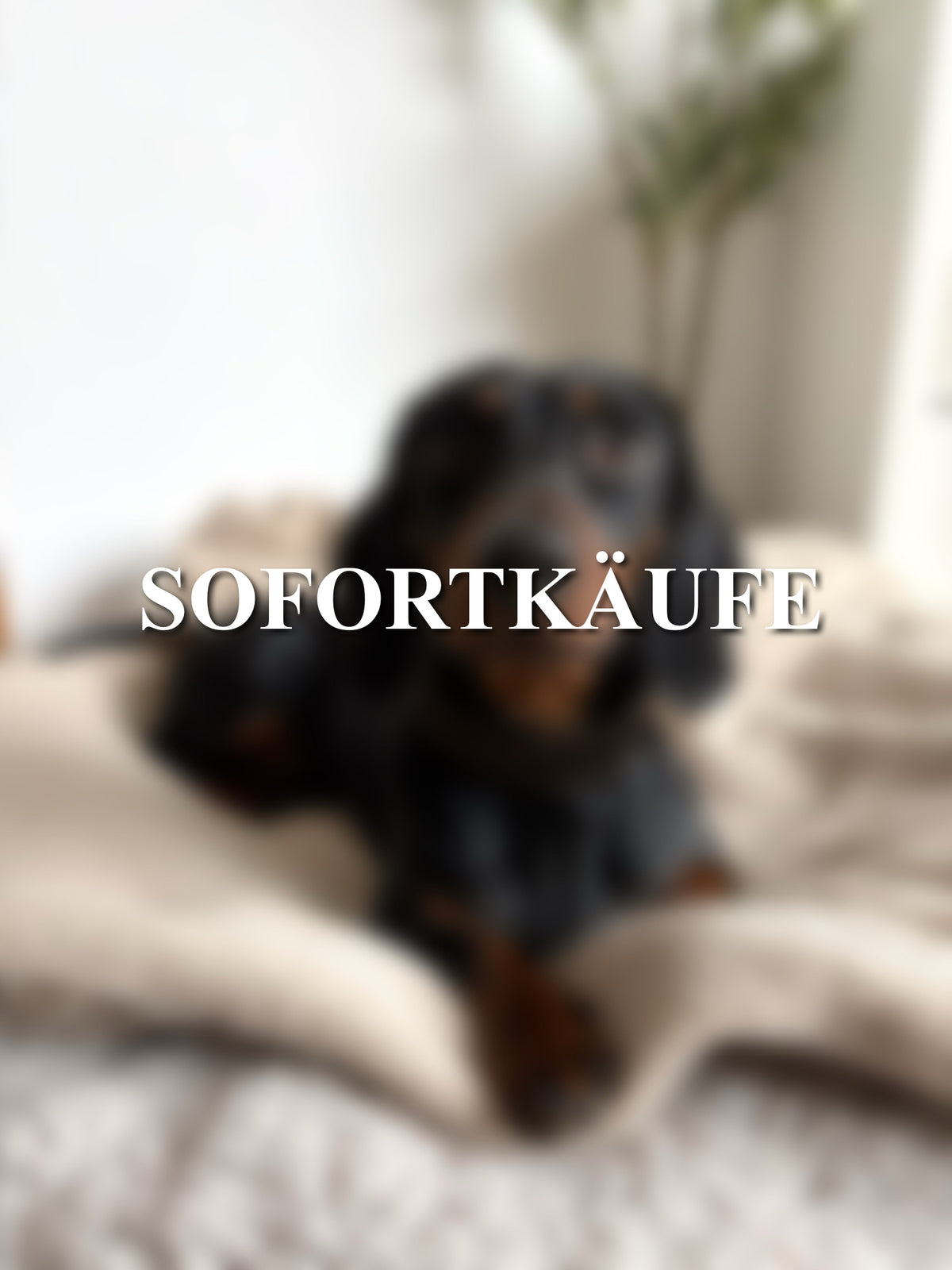 Sofortkäufe
