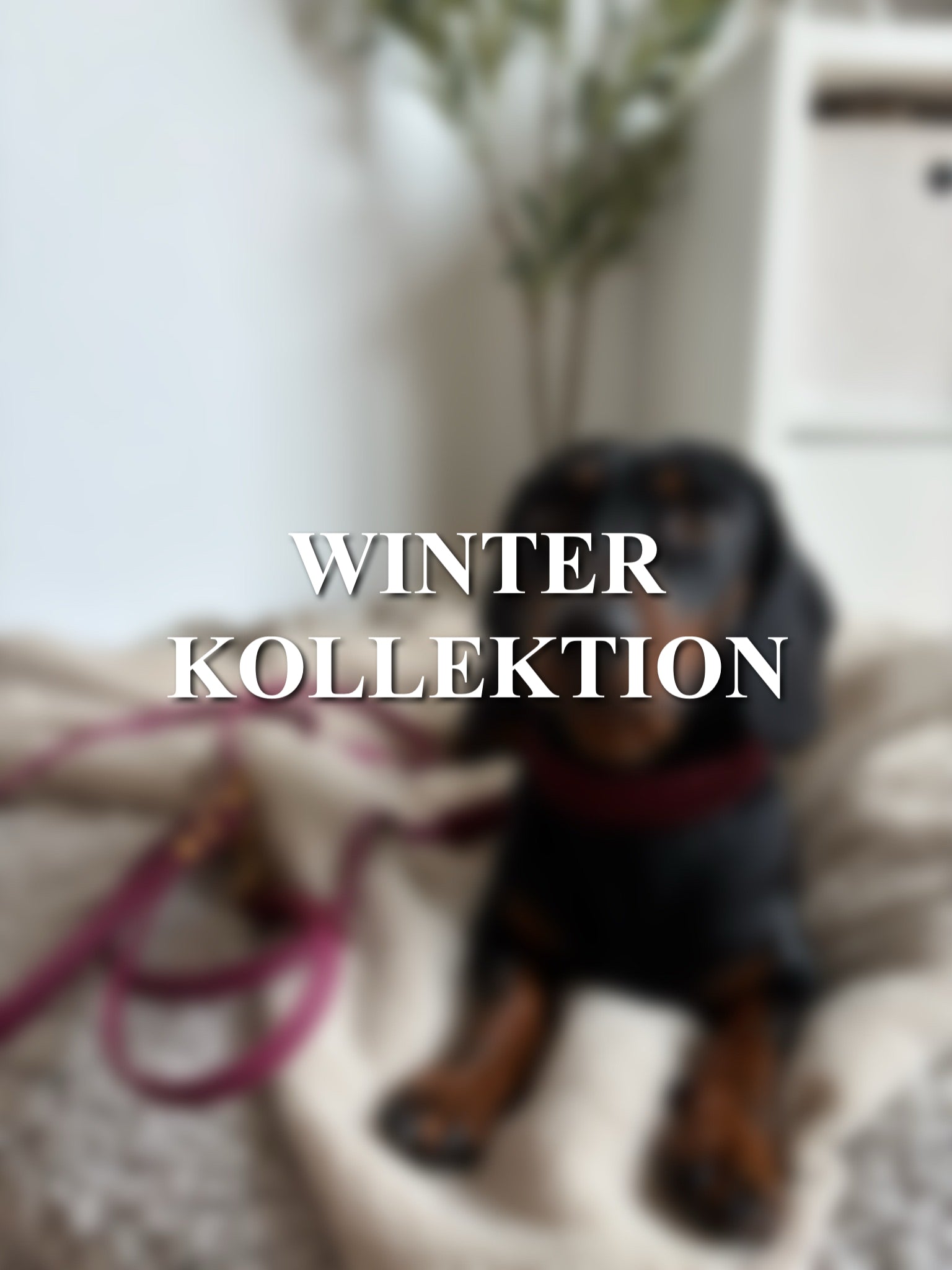Winter Kollektion