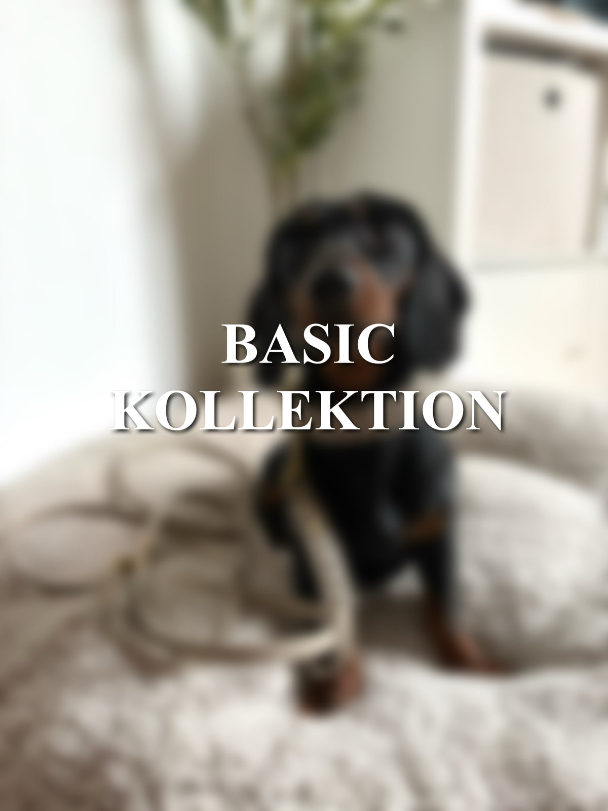 Basic Kollektion