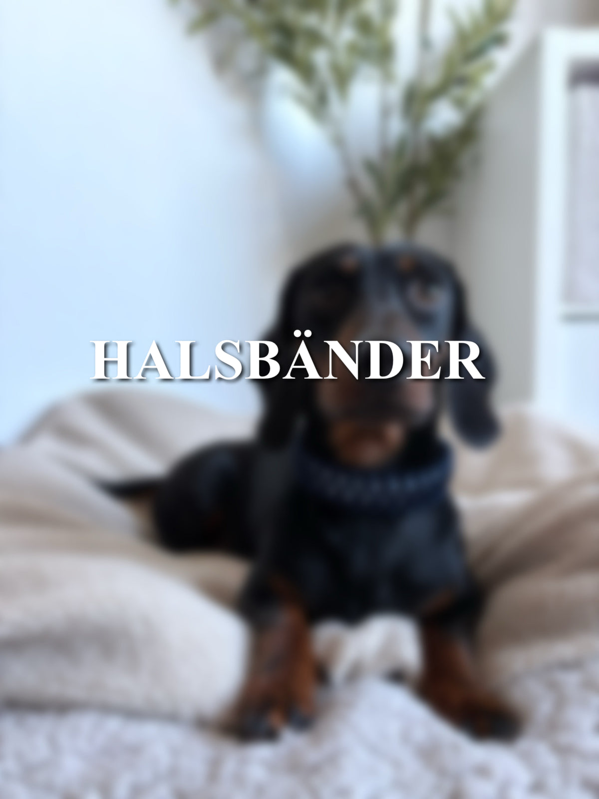 Halsbänder