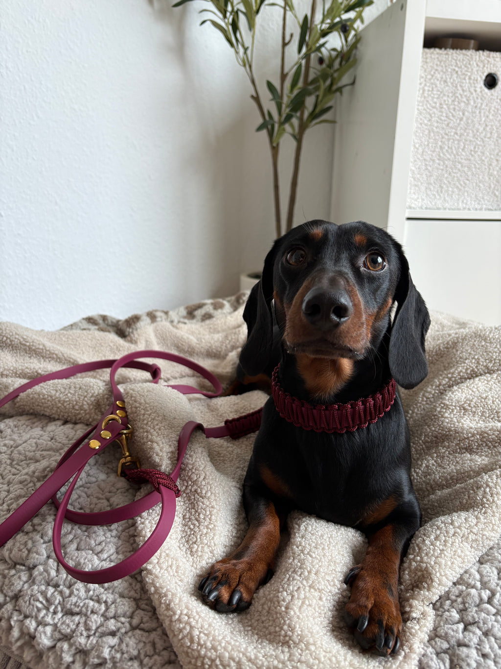 Classic Halsband -  Cranberry Kiss